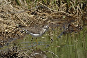 Sandpiper, Solitary, 2007-05039003 Broad Meadow Brook, MA